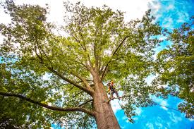Best Utility Line Clearance  in Boonville, CA
