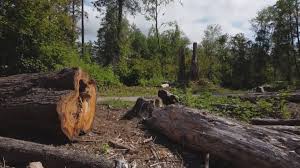 Boonville, CA Tree Services Company