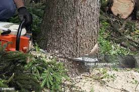 Best Hazardous Tree Removal  in Boonville, CA