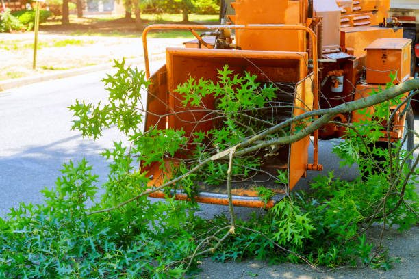 Best Tree Health Inspection  in Boonville, CA