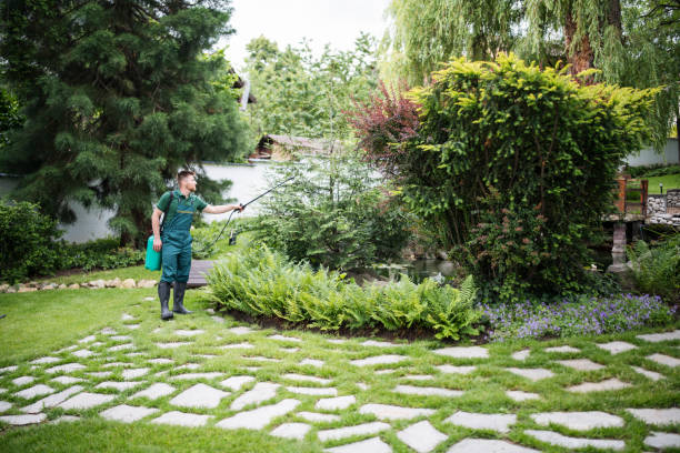 Best Tree Disease Treatment  in Boonville, CA