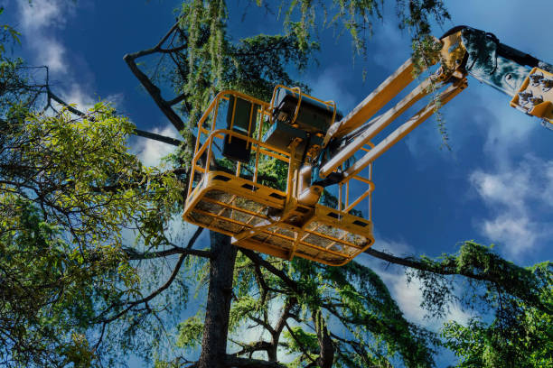 How Our Tree Care Process Works  in  Boonville, CA