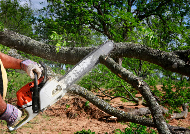 Best Tree Mulching  in Boonville, CA