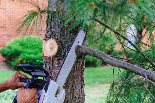 Best Root Management and Removal  in Boonville, CA